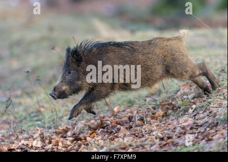 Sanglier, sus scrofa, forêt de Teutoburg, Basse-Saxe, Allemagne Banque D'Images