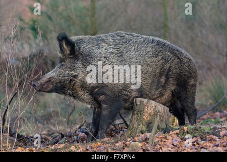 Sanglier, sus scrofa, forêt de Teutoburg, Basse-Saxe, Allemagne Banque D'Images