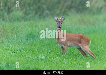 Chevreuil buck au printemps, Capreolus capreolus, Basse-Saxe, Allemagne Banque D'Images