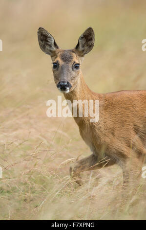 Doe au pré, Capreolus capreolus, Basse-Saxe, Allemagne Banque D'Images