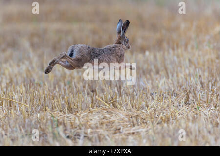 Lièvre européen, Lepus europaeus Banque D'Images