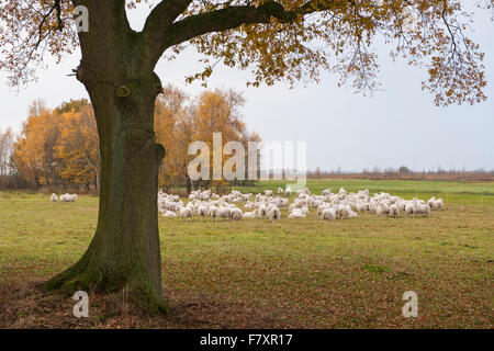 Troupeau de moutons à rehdener geestmoor, oldenburger münsterland, Niedersachsen, Allemagne Banque D'Images