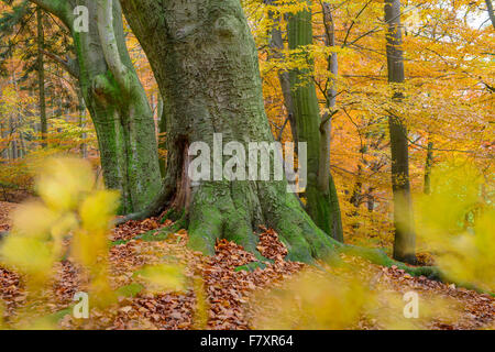 L'automne à une forêt de hêtres à hunte, près de Doetlingen, Oldenburg, Niedersachsen, Allemagne Banque D'Images