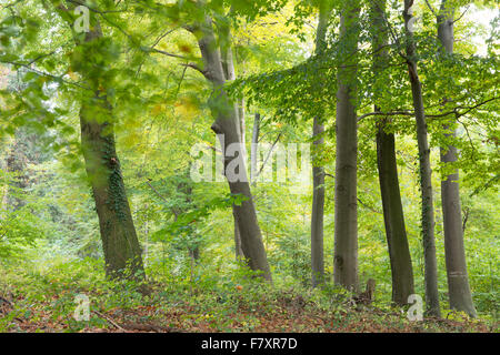 Forêt de hêtres, dammer berge, district de Vechta, Niedersachsen, Allemagne Banque D'Images