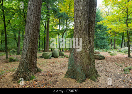 Tombe mégalithique en forêt de hêtre, dammer berge, district de Vechta, Niedersachsen, Allemagne Banque D'Images