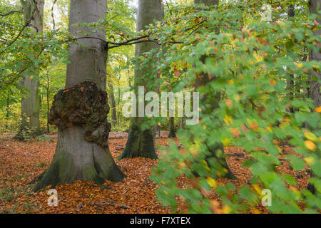 Forêt de hêtres automne à près de hasbruch hude, Oldenburg, Niedersachsen, Allemagne Banque D'Images