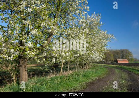 Les cerisiers en fleurs dans le district de Vechta, Beck's, Niedersachsen, Allemagne Banque D'Images