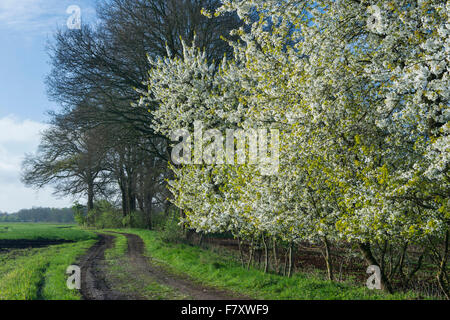 Les cerisiers en fleurs dans le district de Vechta, Beck's, Niedersachsen, Allemagne Banque D'Images