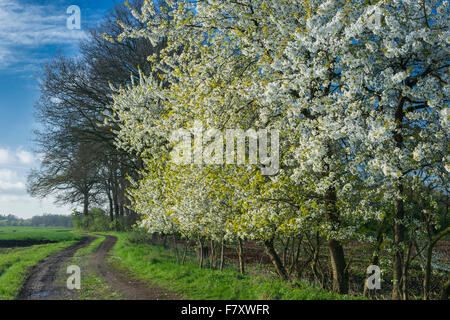 Les cerisiers en fleurs dans le district de Vechta, Beck's, Niedersachsen, Allemagne Banque D'Images