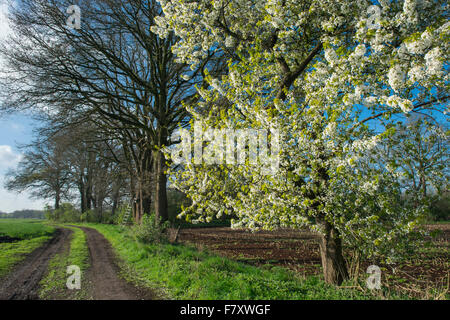 Les cerisiers en fleurs dans le district de Vechta, Beck's, Niedersachsen, Allemagne Banque D'Images