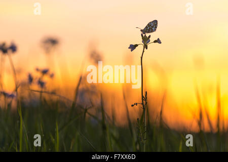 Astuce orange sur fleur de coucou, anthocharis cardamines Banque D'Images