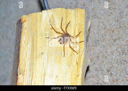 Araignée sur un journal de bois Banque D'Images