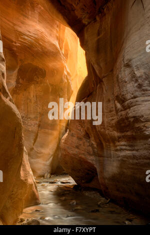 Faisceaux de lumière dans le slot canyon. Kanarra Creek, Utah. Dixie National Forest Banque D'Images