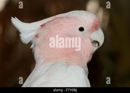 Le Major Mitchell australienne (Lophochroa leadbeateri, cacatoès Cacatua leadbeateri), alias rose ou cacatoès de Leadbeater, gros plan de la tête Banque D'Images