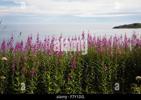 Rose Bay Épilobe cChamerion angustifolium croissant sur un sol accidenté au-dessus de l'océan à Moskenes dans les îles Lofoten en Norvège Banque D'Images