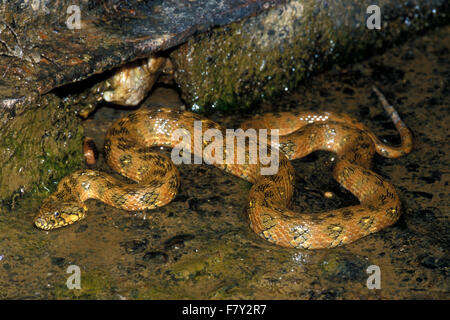 Viperine Snake (Natrix maura) la chasse de nuit le long de la rivière Banque D'Images