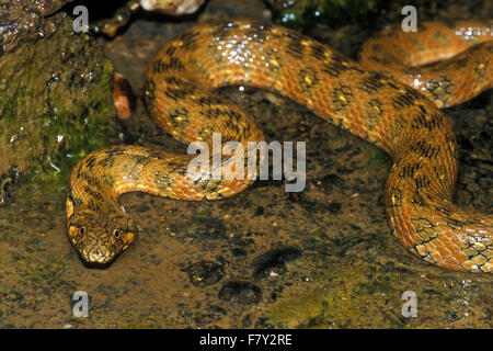 Viperine Natrix maura (serpent d'eau) la chasse nocturne le long d'une rivière Banque D'Images