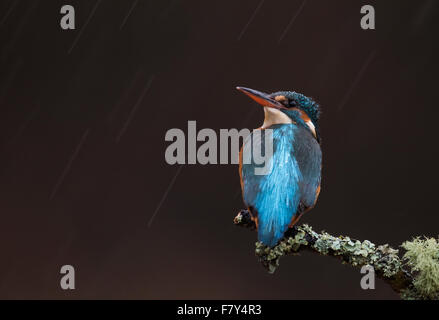 Les femelles de la Kingfisher (Alcedo atthis) perchés dans la pluie torrentielle Banque D'Images