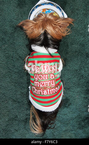 Yorkshire Terrier vêtu en cavalier noël de manger des aliments de ce bol Banque D'Images
