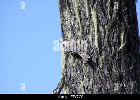 Geai gris accroché à l'arbre couvert de lichens dans l'Ouest du Canada Banque D'Images