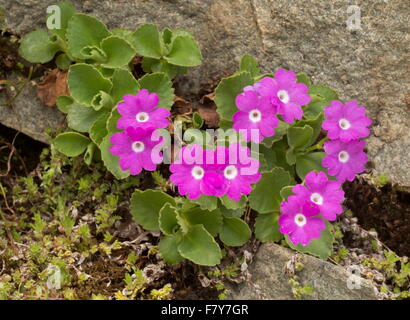 Primevère, Primula hirsuta poilue en fleur, on Acid rock, à 2000m, alpes Banque D'Images