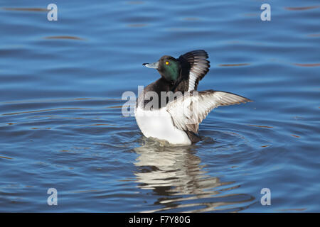 Male fuligule morillon Aythya fuligula,flaping,ailes après lissage Banque D'Images