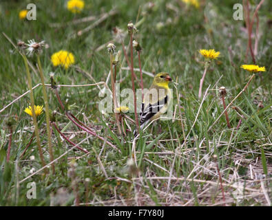 Chardonneret jaune se nourrit de graines de pissenlit sur un bord de la route de mauvaises herbes en Alberta Canada Banque D'Images