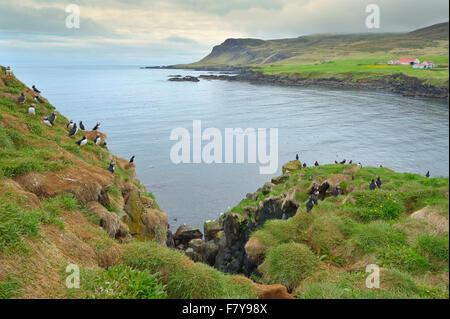 Sanctuaire d'oiseaux, macareux moine (Fratercula arctica), Borgarfjördur, Islande Banque D'Images