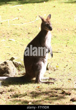 À l'Est de Tasmanie Australie / Red necked wallaby de Bennett ou Wallaby (Macropus rufogriseus) Banque D'Images