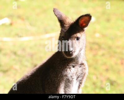 Close-up d'un australien de Tasmanie est / Red necked wallaby de Bennett ou Wallaby (Macropus rufogriseus) Banque D'Images