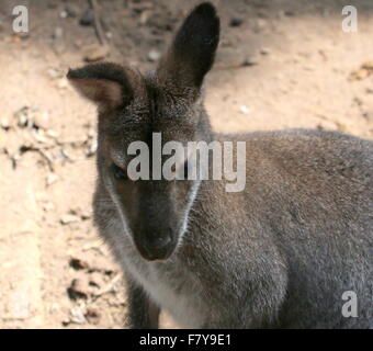 Close-up d'un australien de Tasmanie est / Red necked wallaby de Bennett ou Wallaby (Macropus rufogriseus) Banque D'Images