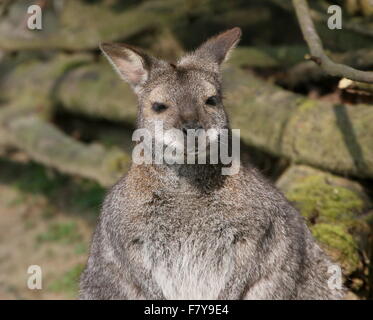 L'homme à col rouge australien de Tasmanie / wallaby de Bennett ou Wallaby (Macropus rufogriseus) Banque D'Images