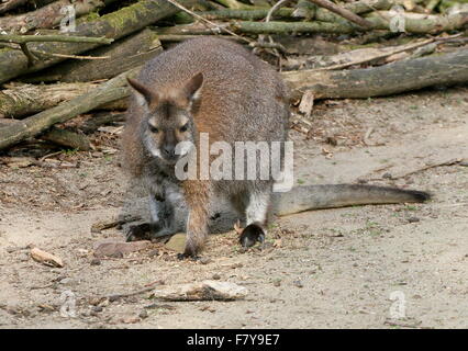 Close-up d'un australien de Tasmanie est / Red necked wallaby de Bennett ou Wallaby (Macropus rufogriseus) Banque D'Images