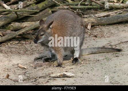 À l'Est de Tasmanie Australie / Red necked wallaby de Bennett ou Wallaby (Macropus rufogriseus) Banque D'Images