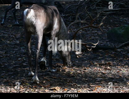 Bois mâle ou finlandais des forêts eurasiennes le renne (Rangifer tarandus fennicus) Banque D'Images