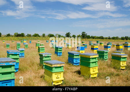 Ruches dans un champ en face de tournesols Banque D'Images