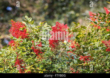 Baies rouges de la nandina 'domesticata Richmond' au printemps à RHS Wisley Gardens, Surrey, UK Banque D'Images