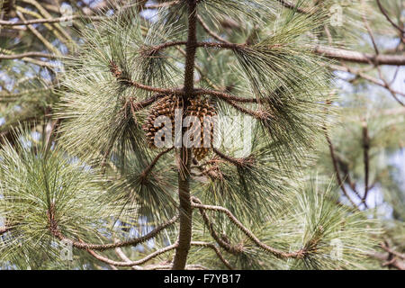 Pinus coulteri, un champion tree à RHS Wisley Gardens, Surrey, UK, un grand pin cône avec d'énormes cônes, surnommé le Widowmaker Banque D'Images