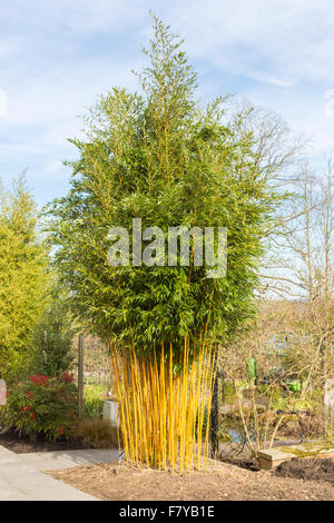 Gorge d'or de décoration bambou (Phyllostachys aureosulcata aureocaulis. f) au RHS Wisley Gardens, Surrey, Angleterre du Sud-Est, Royaume-Uni au printemps Banque D'Images