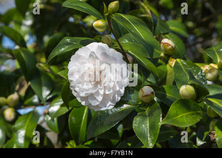 Jardinage britannique : white camellia japonica 'crépuscule' en fleurs à RHS Wisley Gardens au printemps, Surrey, au sud-est de l'Angleterre, Royaume-Uni Banque D'Images