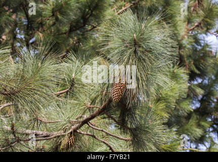 Pinus coulteri, un champion tree à RHS Wisley Gardens, Surrey, UK, un grand pin cône cônes hérissés d'énormes, surnommé le Widowmaker Banque D'Images