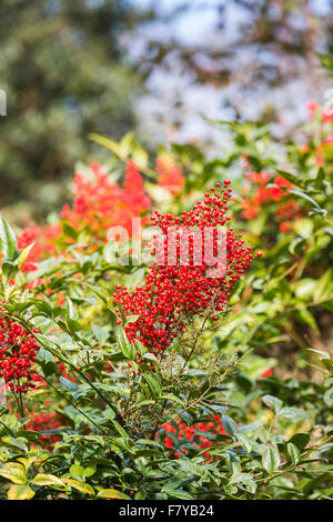 Baies rouges de la nandina 'domesticata Richmond' au printemps à RHS Wisley Gardens, Surrey, UK Banque D'Images