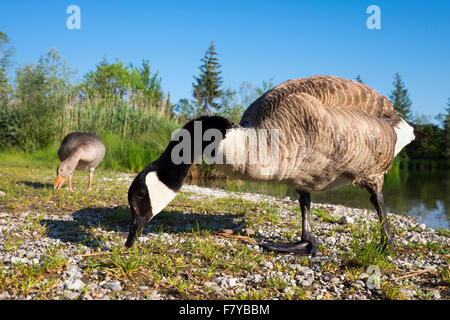 La bernache du Canada (Branta canadensis), paire, l'alimentation, Ickinger Stausee, réserve naturelle Isarauen, Pupplinger Au, Haute-Bavière Banque D'Images