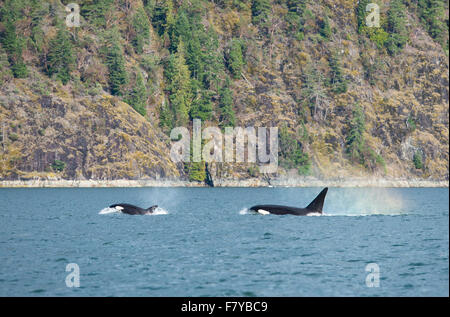 L'épaulard (Orcinus orca), au large de la côte, l'épaulard, Orford River, l'île de Vancouver, Colombie-Britannique, Canada Banque D'Images