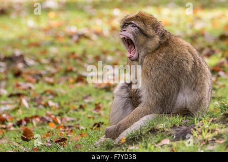 Des cris de Macaques de Barbarie Banque D'Images