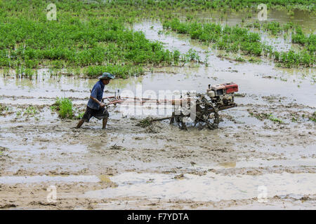 À l'aide d'agriculteurs de l'Asie du tracteur dans le champ de riz de timon Banque D'Images