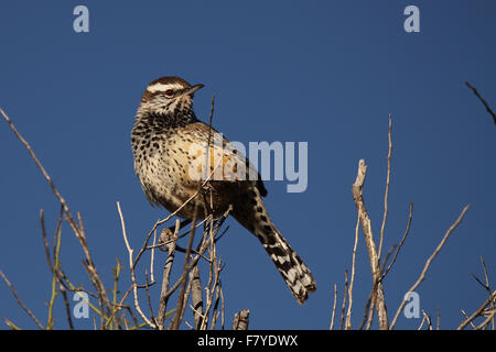 Un Cactus Wren à l'arrière. Banque D'Images