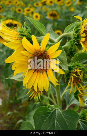 Tournesol à multiples facettes close up Banque D'Images