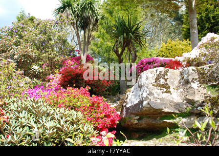 Azalées Rock Garden à Leonardslee Gardens Banque D'Images