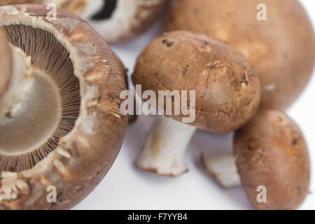 Groupe de champignons - champignons frais sur fond blanc Banque D'Images
